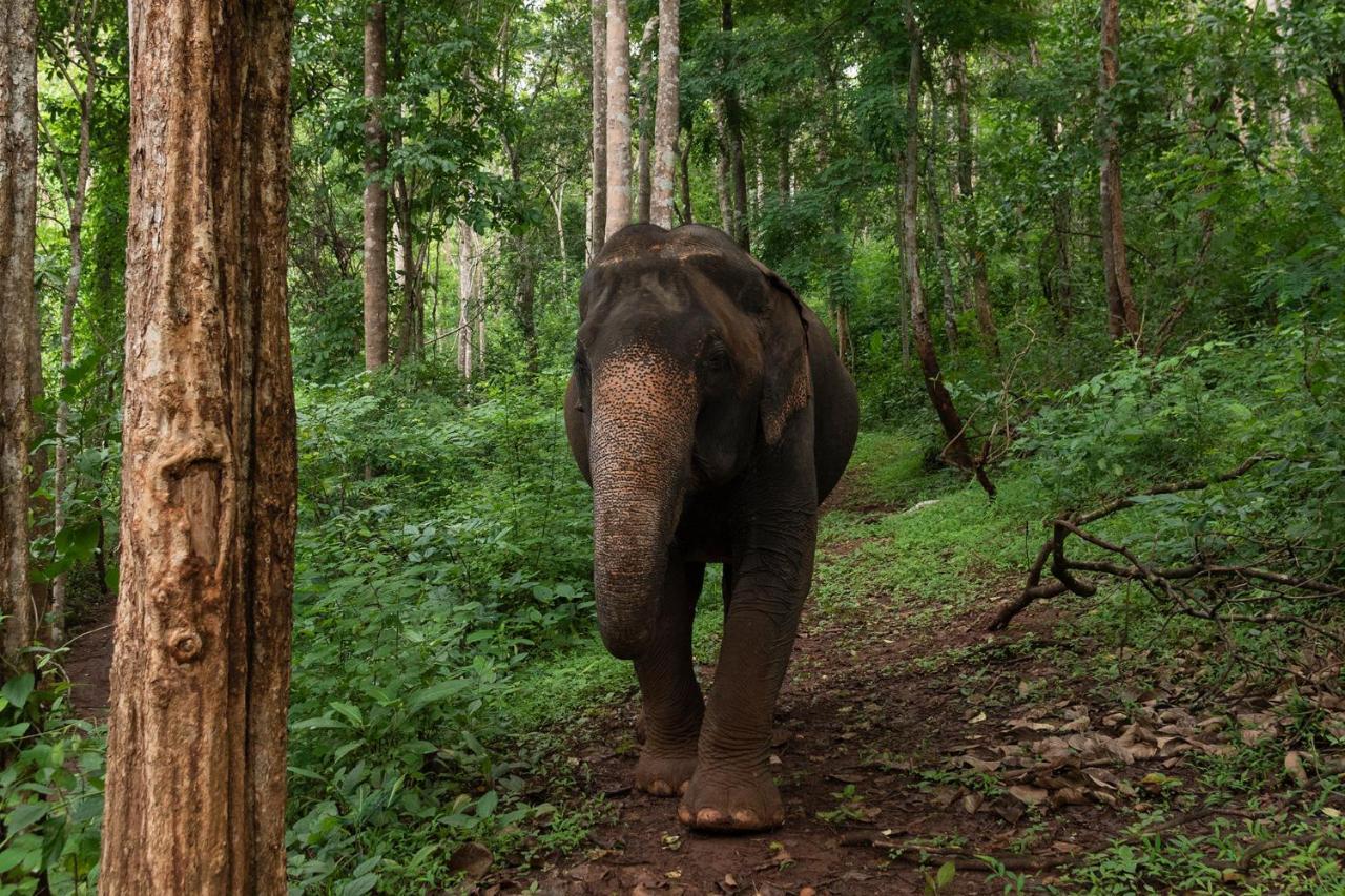 Chiang Mai Elephant Friends Exterior photo